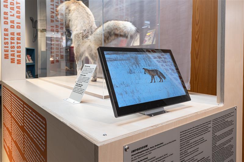 Displays im Bünder Naturmuseum